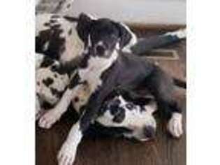 Great Dane Puppy for sale in Canton, NC, USA