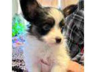 Mutt Puppy for sale in O Brien, FL, USA