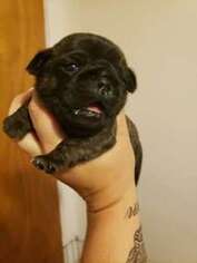 Pug Puppy for sale in Kirkland, IL, USA