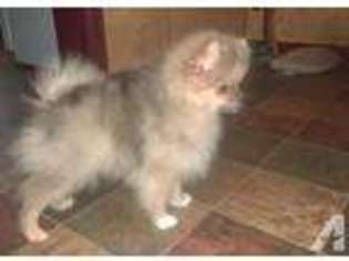 Pomeranian Puppy for sale in EMLENTON, PA, USA
