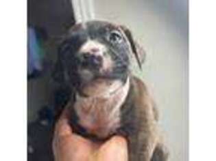 American Staffordshire Terrier Puppy for sale in Cleveland, OH, USA