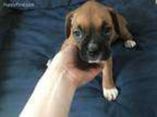 Boxer Puppy for sale in Virginia Beach, VA, USA