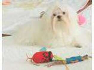 Maltese Puppy for sale in Texarkana, AR, USA