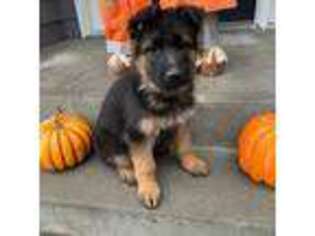 German Shepherd Dog Puppy for sale in Ronan, MT, USA
