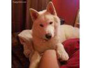 Siberian Husky Puppy for sale in Brownsburg, IN, USA