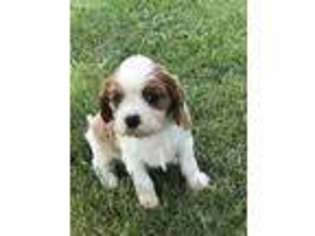 Cavalier King Charles Spaniel Puppy for sale in Armington, IL, USA