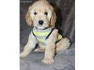 Goldendoodle Puppy for sale in Orange, TX, USA