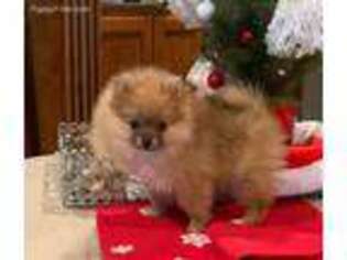 Pomeranian Puppy for sale in Fillmore, CA, USA