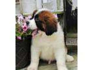 Saint Bernard Puppy for sale in Berlin, OH, USA