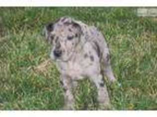 Great Dane Puppy for sale in Cleveland, OH, USA