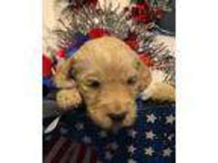 Goldendoodle Puppy for sale in Kenner, LA, USA