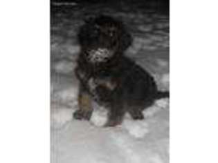 Mutt Puppy for sale in Lewisville, OH, USA