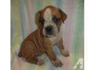 Boxer Puppy for sale in ROLLA, MO, USA