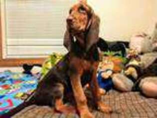 Bloodhound Puppy for sale in Concord, VA, USA