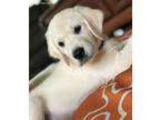 Mutt Puppy for sale in Pentwater, MI, USA