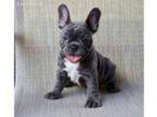 French Bulldog Puppy for sale in Lucasville, OH, USA