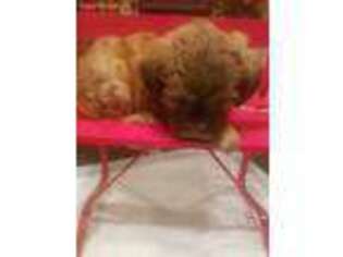 Shih-Poo Puppy for sale in Natchez, MS, USA