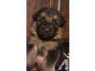 German Shepherd Dog Puppy for sale in CONNELLSVILLE, PA, USA