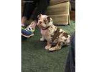 Bulldog Puppy for sale in Lincoln, RI, USA