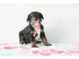 Schnoodle (Standard) Puppy for sale in Clearfield, UT, USA
