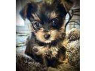 Yorkshire Terrier Puppy for sale in Lake, MS, USA
