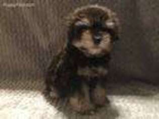 Mutt Puppy for sale in Mitchell, NE, USA