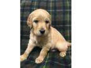 Golden Retriever Puppy for sale in Spring Run, PA, USA