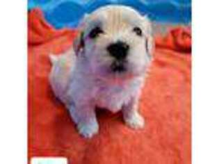 Coton de Tulear Puppy for sale in Forney, TX, USA