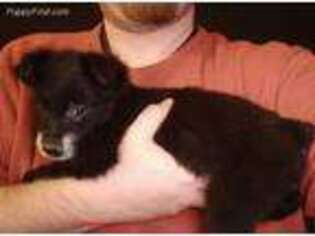 Australian Shepherd Puppy for sale in Cedartown, GA, USA