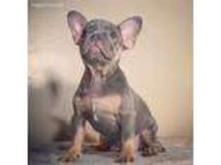 French Bulldog Puppy for sale in Euclid, OH, USA