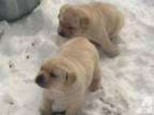 Labrador Retriever Puppy for sale in SPRINGWATER, NY, USA