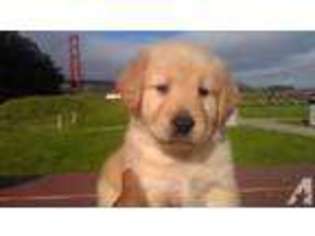 Golden Retriever Puppy for sale in HAYWARD, CA, USA