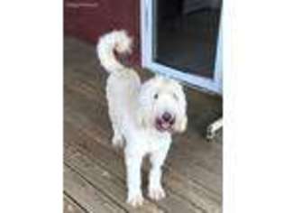 Goldendoodle Puppy for sale in Salineville, OH, USA