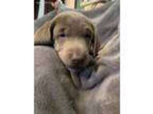 Labrador Retriever Puppy for sale in Thorp, WI, USA
