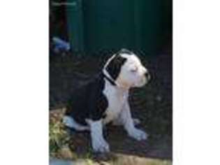 Alapaha Blue Blood Bulldog Puppy for sale in Galt, CA, USA
