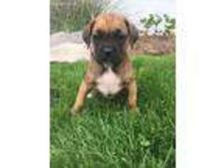 Boxer Puppy for sale in Millheim, PA, USA