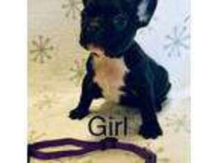 French Bulldog Puppy for sale in Black Creek, WI, USA