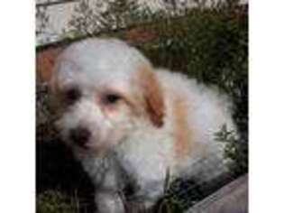 Mutt Puppy for sale in Braintree, MA, USA