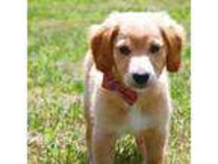 Mutt Puppy for sale in Monon, IN, USA