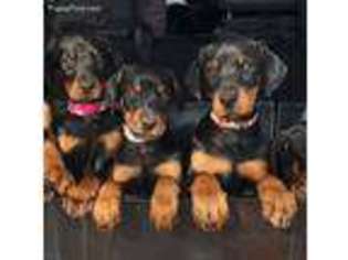 Doberman Pinscher Puppy for sale in Fallbrook, CA, USA