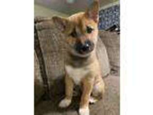 Shiba Inu Puppy for sale in Nicholson, PA, USA