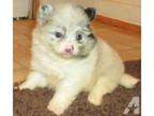 Pomeranian Puppy for sale in FENWICK, MI, USA