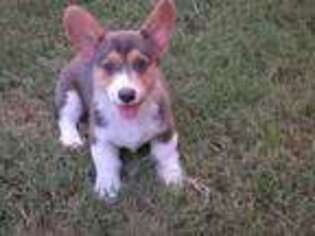 Pembroke Welsh Corgi Puppy for sale in Normangee, TX, USA