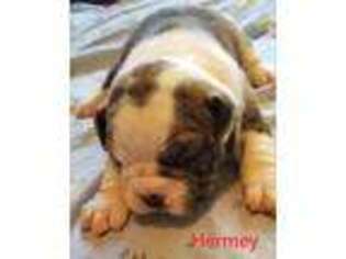Olde English Bulldogge Puppy for sale in San Marcos, TX, USA