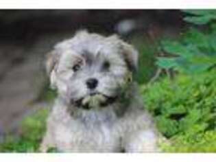 Havanese Puppy for sale in Leola, PA, USA