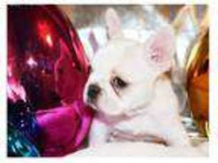 French Bulldog Puppy for sale in Walcott, IA, USA