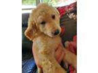 Goldendoodle Puppy for sale in Arlington, WA, USA