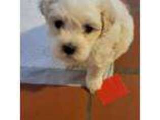 Coton de Tulear Puppy for sale in Kingsland, GA, USA