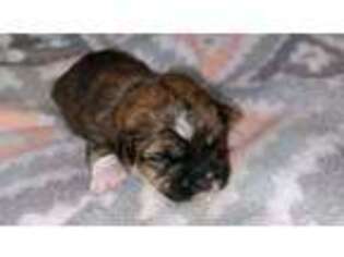 Shorkie Tzu Puppy for sale in Morganton, NC, USA
