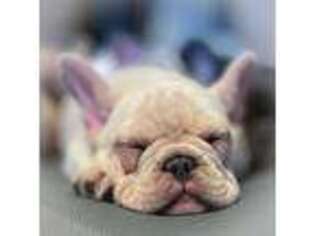 French Bulldog Puppy for sale in Whitesboro, NY, USA